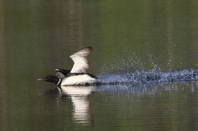 Faune - Huard   © Y.Gemmes