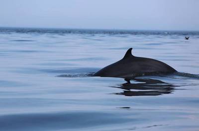 Croisière aux baleines   © P.Collin