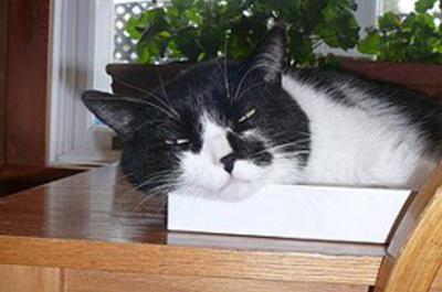 Notre chat