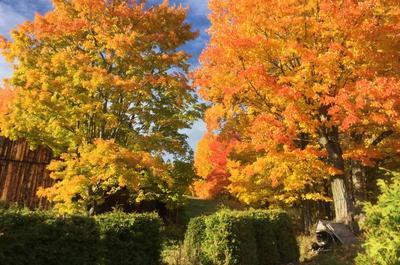 L'automne