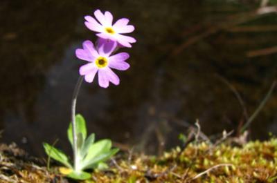 Flore