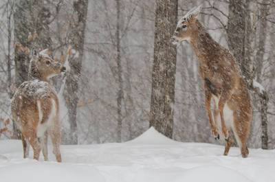 Attrait hivernal