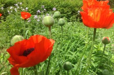 Jardin