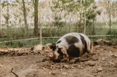 Porc au pâturage   © K.Gaudreau
