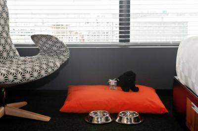 Soins pour les chiens