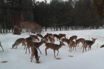 Cerfs de Virginie   © Auberge Domaine St-Amand