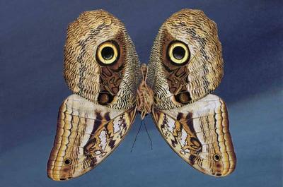 Caligo   © La Maisonart