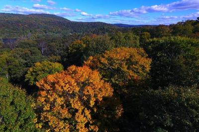 Forêt