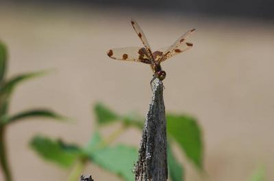 Magnifique libellule   © D.Laporte