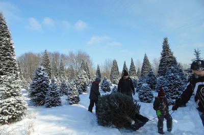 Sapin coupé