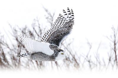 Ornithologie