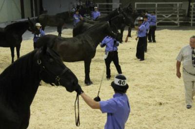 Jugement de chevaux