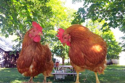Poules