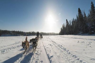 Randonnée avec les chiens   © Attractions Boréales