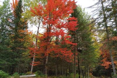 À l'automne