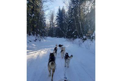 Ballade en traîneau à chiens
