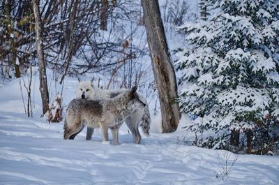 Les loups