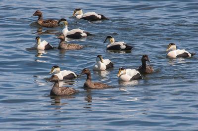 Eiders à duvet   © J.Gobeil