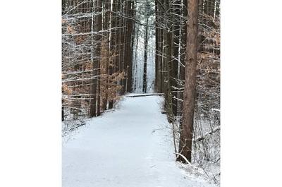 La forêt à proximité