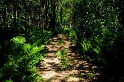 Sentier sur le site   © M.Lacroix