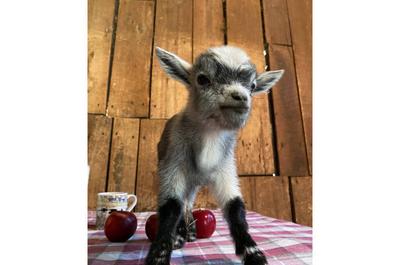 Nos animaux sauront vous charmer   © J.Boucher