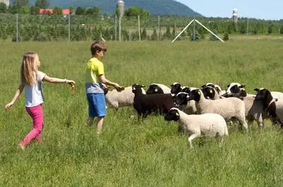Enfants et moutons