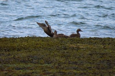 Eiders à duvet femelle   © P.Kavanagh