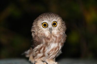 The Côte-Nord Migratory Birds Festival