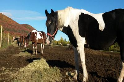 Nos magnifiques chevaux   © Centre d'équitation Nouvelle-France