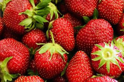 Nos fraises   © S. Bélisle
