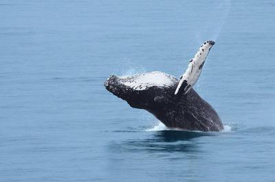 Baleine   © C.Dubé