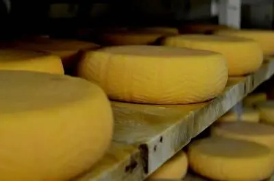 Cheese factories and dairies