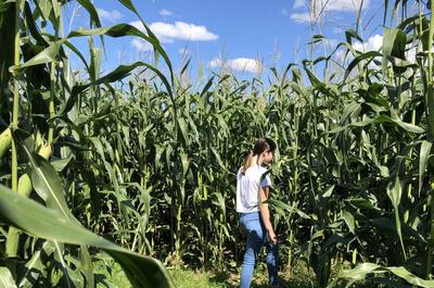 Labyrinthe de maïs