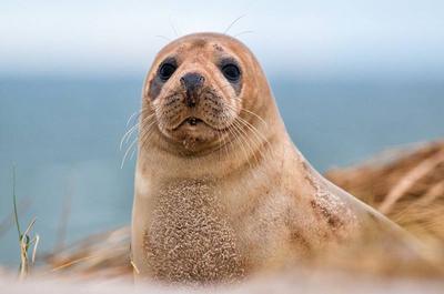 Phoque en milieu lagunaire   © Excursions en Mer