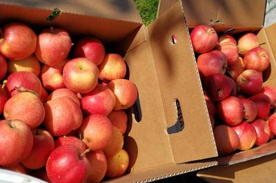 Boîtes de pommes   © Bleuetière et Verger St-Thomas