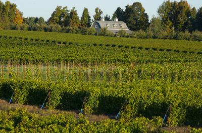 Des vignes   © J.-F.Bergeron