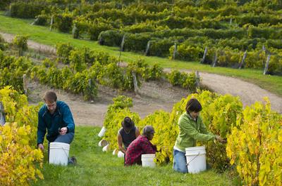 Les vendanges sur la Route des vins Brome-Missisquoi
