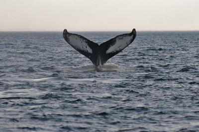 Queue de baleine   © C.Hauchecorne