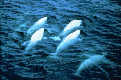 Observation des baleines   © Traverse RDL