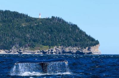 Baleine Parc Forillon   © Destination Gaspé
