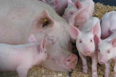 Ferme des 3 petits cochons