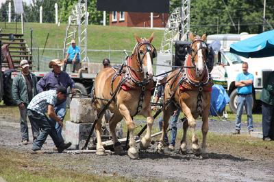 Tire de chevaux