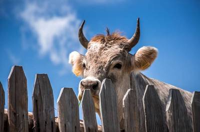 Mucca