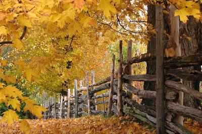 Paysage d'automne