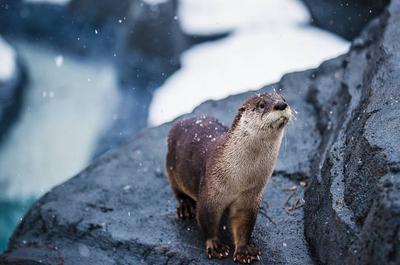 Zoos and aquariums