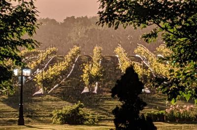 Vignoble