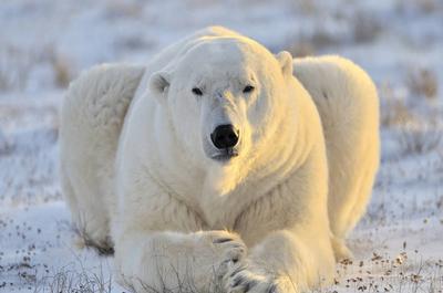Grand Nord