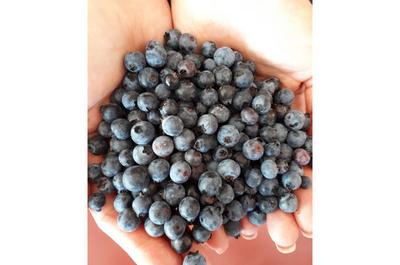Bleuets de la région   © Restaurant Le Bateau