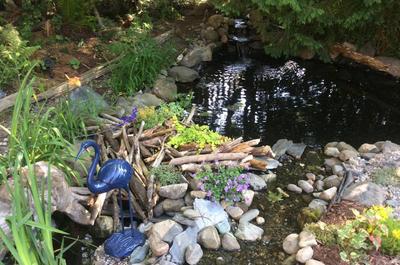 Bassin du jardin