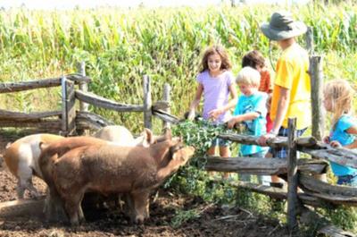 Nos joyeux cochons   © Ferme pédagogique Marichel
